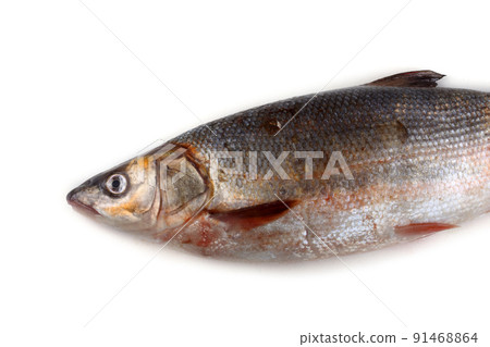 Pacific redfin isolated on white Pacific redfin isolated on white 91468864