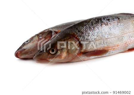 Pacific redfin isolated on white 91469002