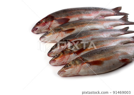 Pacific redfin isolated on white Pacific redfin isolated on white 91469003