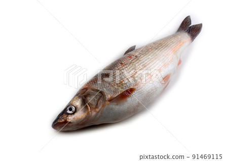 Pacific redfin isolated on white 91469115