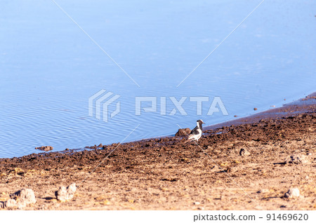 A Blacksmith Lapwing standing next to a waterhole in Etosha A Blacksmith Lapwing standing next to a waterhole in Etosha 91469620