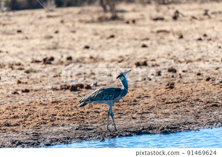 A Kori Bustard, standing on the edge of a waterhole A Kori Bustard, standing on the edge of a waterhole 91469624