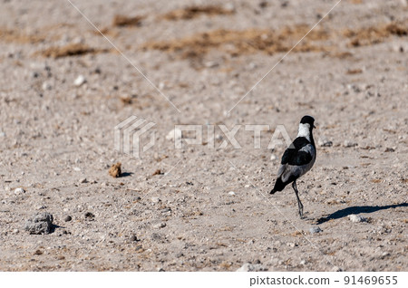 A Blacksmith Lapwing walking on the plains of Etosha 91469655