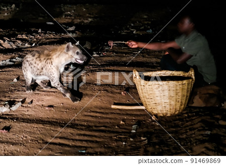 Feeding of spotted hyenas, Harar Ethiopia 91469869