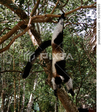 Portrait of hanging black-and-white ruffed lemur aka Varecia variegata or Vari lemur at the tree, Atsinanana region, Madagascar Portrait of hanging black-and-white ruffed lemur aka Varecia variegata or Vari lemur at the tree, Atsinanana region, Madagascar 91469895