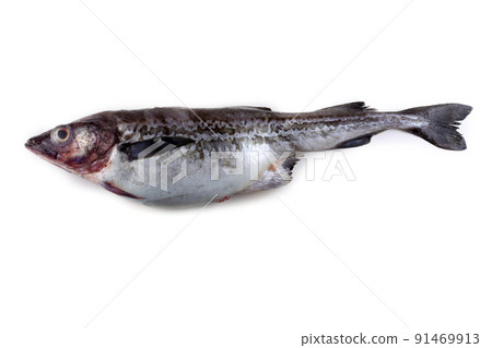 Pollock Pollock 91469913