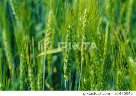 agricultural field with young green wheat sprouts, bright spring landscape on a sunny day agricultural field with young green wheat sprouts, bright spring landscape on a sunny day 91470043