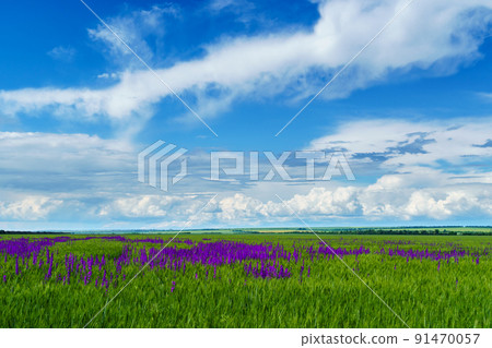 bright spring landscape on a sunny day - an agricultural field with young wheat sprouts and delphinium flowers 91470057