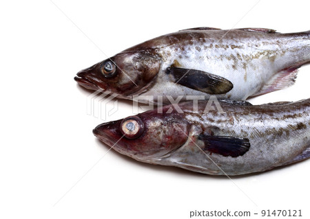 Pollock Pollock 91470121