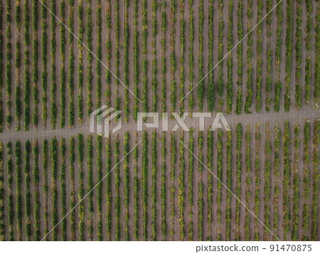Aerial view of vineyards field plantation on sunset. Cinematic drone aerial view on Green highland valley countryside. Eco farming in wild nature landscape. Tourism, travel concept. 91470875