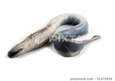 Lamprey fish 91470958