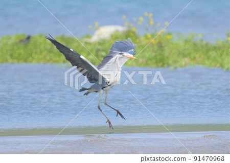 Gray heron flying down in search of fish Gray heron flying down in search of fish 91470968
