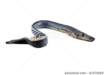 Lamprey fish Lamprey fish 91470969