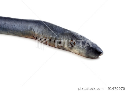 Lamprey fish Lamprey fish 91470970