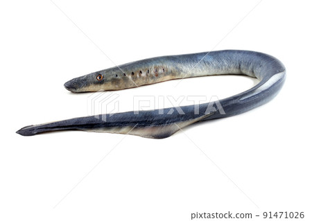 Lamprey fish Lamprey fish 91471026
