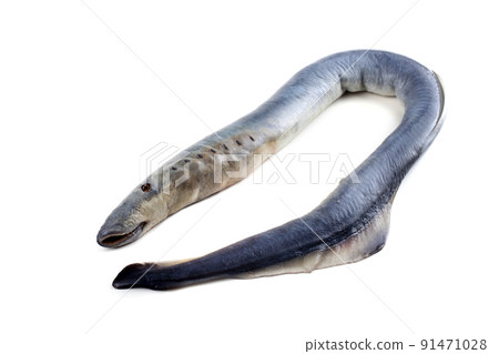 Lamprey fish Lamprey fish 91471028