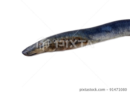 Lamprey fish Lamprey fish 91471080