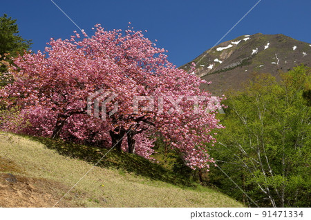 福島縣山郡豬苗代町長田天協台昭和之森天協台的八重櫻關山林立的樹木和會津萬代山的殘雪 91471334