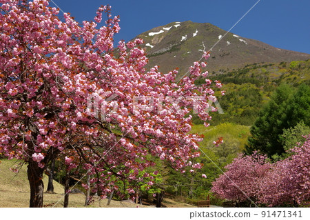 福島縣山郡豬苗代町長田天協台昭和之森天協台的八重櫻關山林立的樹木和會津萬代山的殘雪 福島縣山郡豬苗代町長田天協台昭和之森天協台的八重櫻關山林立的樹木和會津萬代山的殘雪 91471341