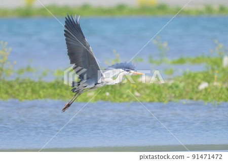 Gray heron flying down in search of fish 91471472