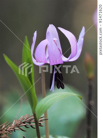 一種向下看並且開得很漂亮的刺桐花 91471620