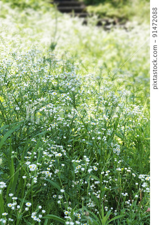 White Himejoon flowers in the summer meadow White Himejoon flowers in the summer meadow 91472088