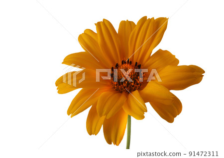 Heliopsis isolated on white Heliopsis isolated on white 91472311