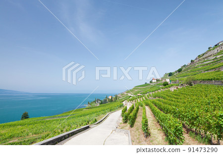 Beautiful sunny landscape with vineyards near lake 91473290