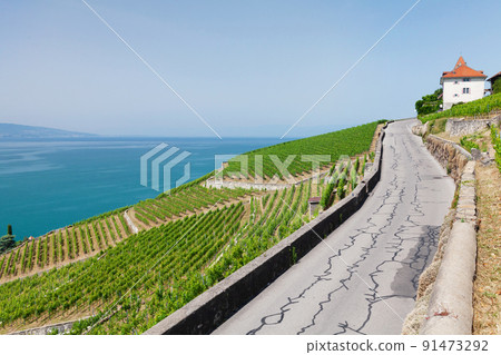 Beautiful sunny landscape with vineyards near lake 91473292
