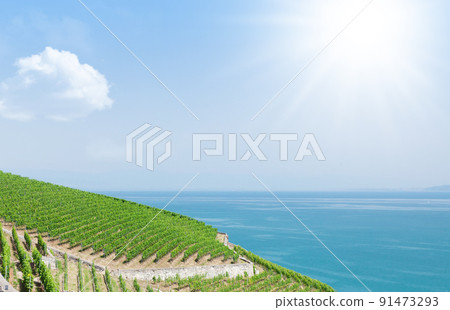 Beautiful sunny landscape with vineyards near lake 91473293