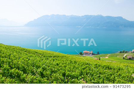 Beautiful sunny landscape with vineyards near lake and mountains 91473295