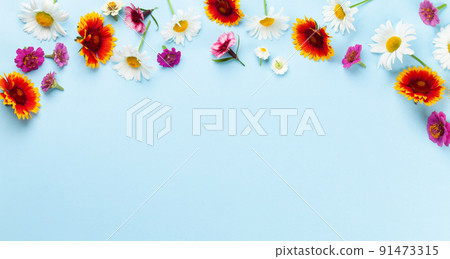Chamomile garden flowers on blue background Chamomile garden flowers on blue background 91473315