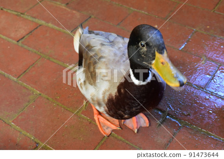 Duck 91473644