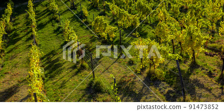 Aerial shot Of Vineyard In Austria 91473852