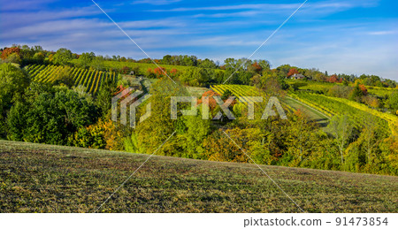 Rural Landscape With Forest And Vineyard In The Outskirts Of The City Of Vienna In Austria Rural Landscape With Forest And Vineyard In The Outskirts Of The City Of Vienna In Austria 91473854
