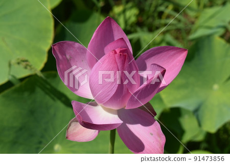 蓮花 蓮花 91473856