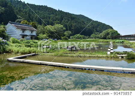 Lotus pond Lotus pond 91473857