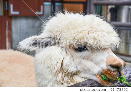 Alpaca Alpaca 91473862