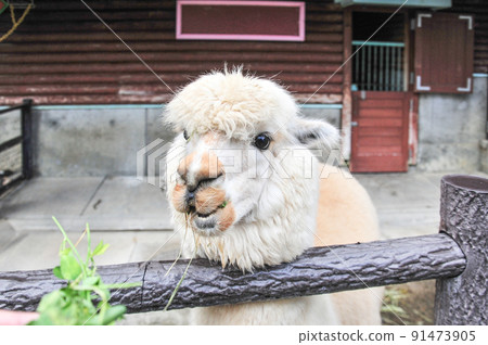 Alpaca Alpaca 91473905