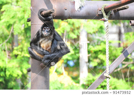 Jeffrey Spider Monkey 91473932