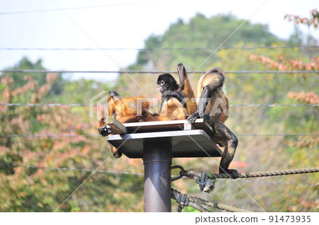 Jeffrey Spider Monkey Jeffrey Spider Monkey 91473935