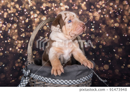 Louisiana Catahoula Leopard Dog puppy portrait on holiday background 91473948