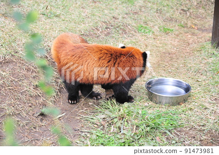 Lesser panda 91473981