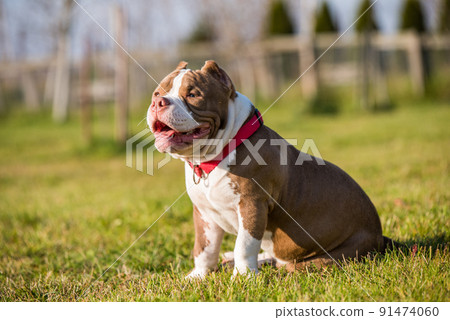 Chocolate color American Bully puppy dog is on green grass 91474060