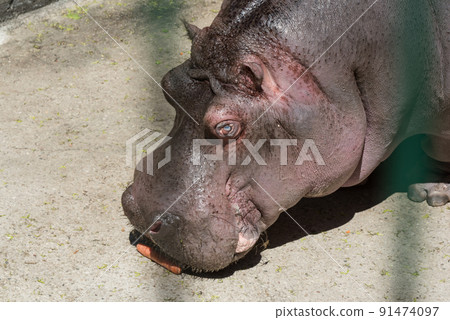 Hippo feeding in the zoo. Reproduction and care of hippos Hippo feeding in the zoo. Reproduction and care of hippos 91474097