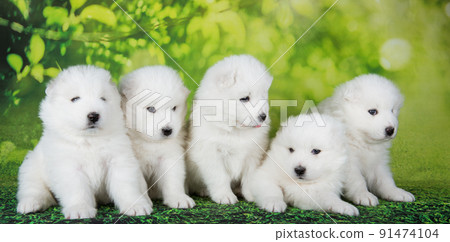 Samoyed dog sales small white