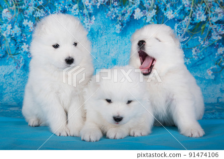 Three White fluffy small Samoyed puppies dogs are sitting on blue background with blue flowers 91474106