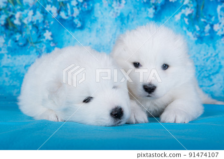 Two White fluffy small Samoyed puppies dogs are sitting on blue background with blue flowers 91474107