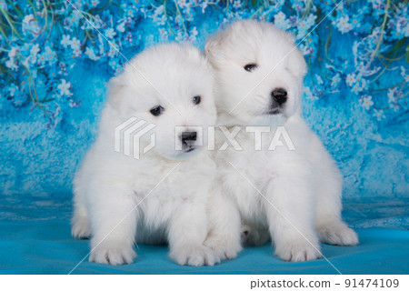 Two White fluffy small Samoyed puppies dogs are sitting on blue background with blue flowers Two White fluffy small Samoyed puppies dogs are sitting on blue background with blue flowers 91474109