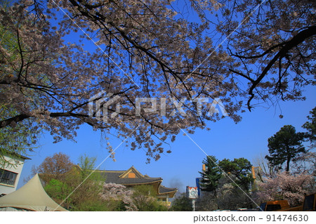 兒童大公園的春花 兒童大公園的春花 91474630